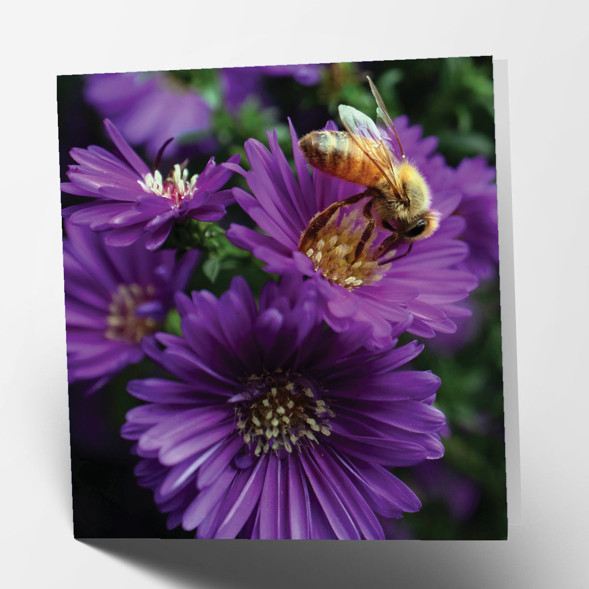 Bee and Flower Card
