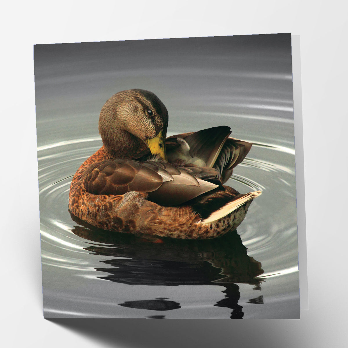 Duck in Water Card