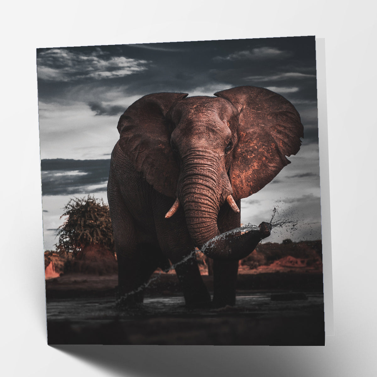 Elephant Card