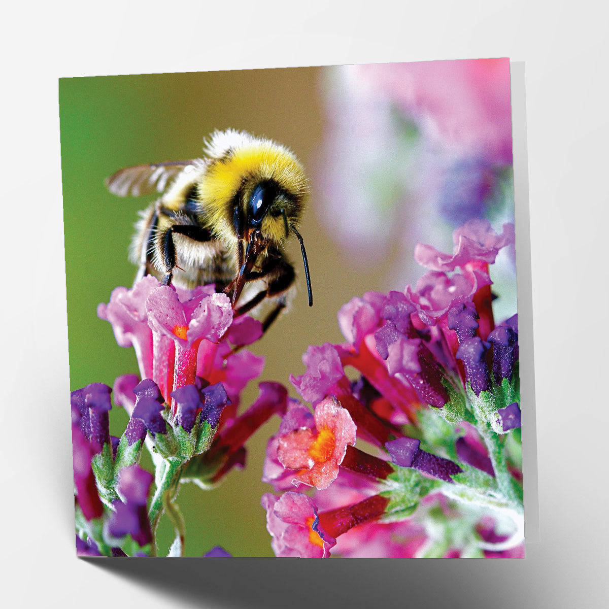 Bee and Flower Card