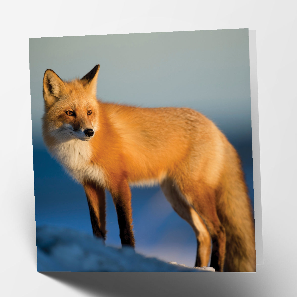 Fox Card