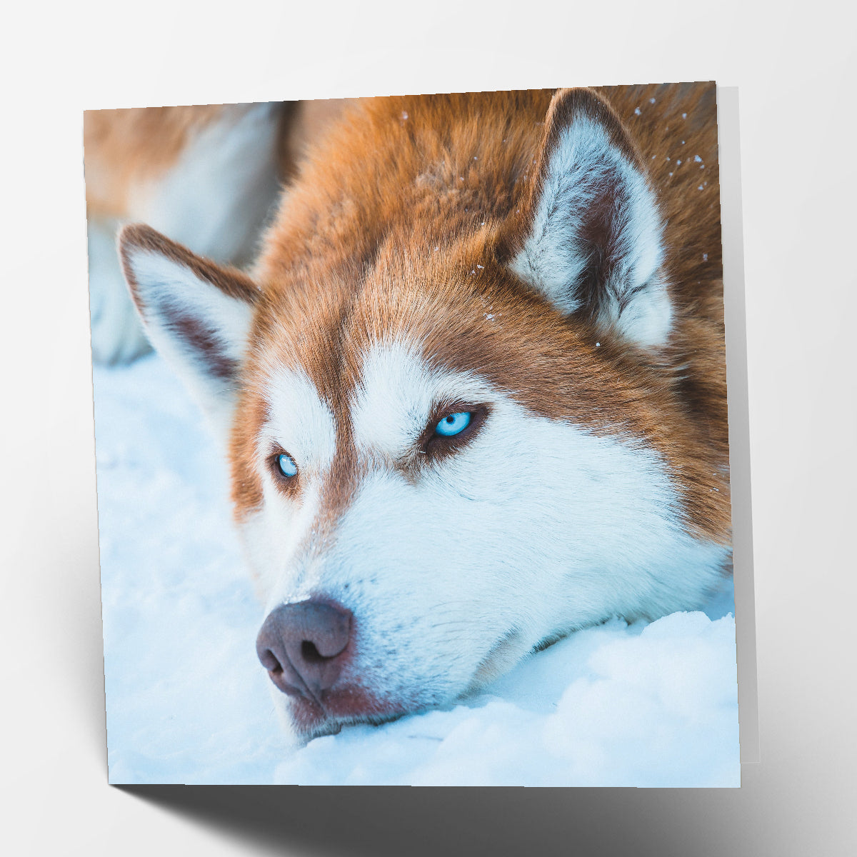 Husky Card