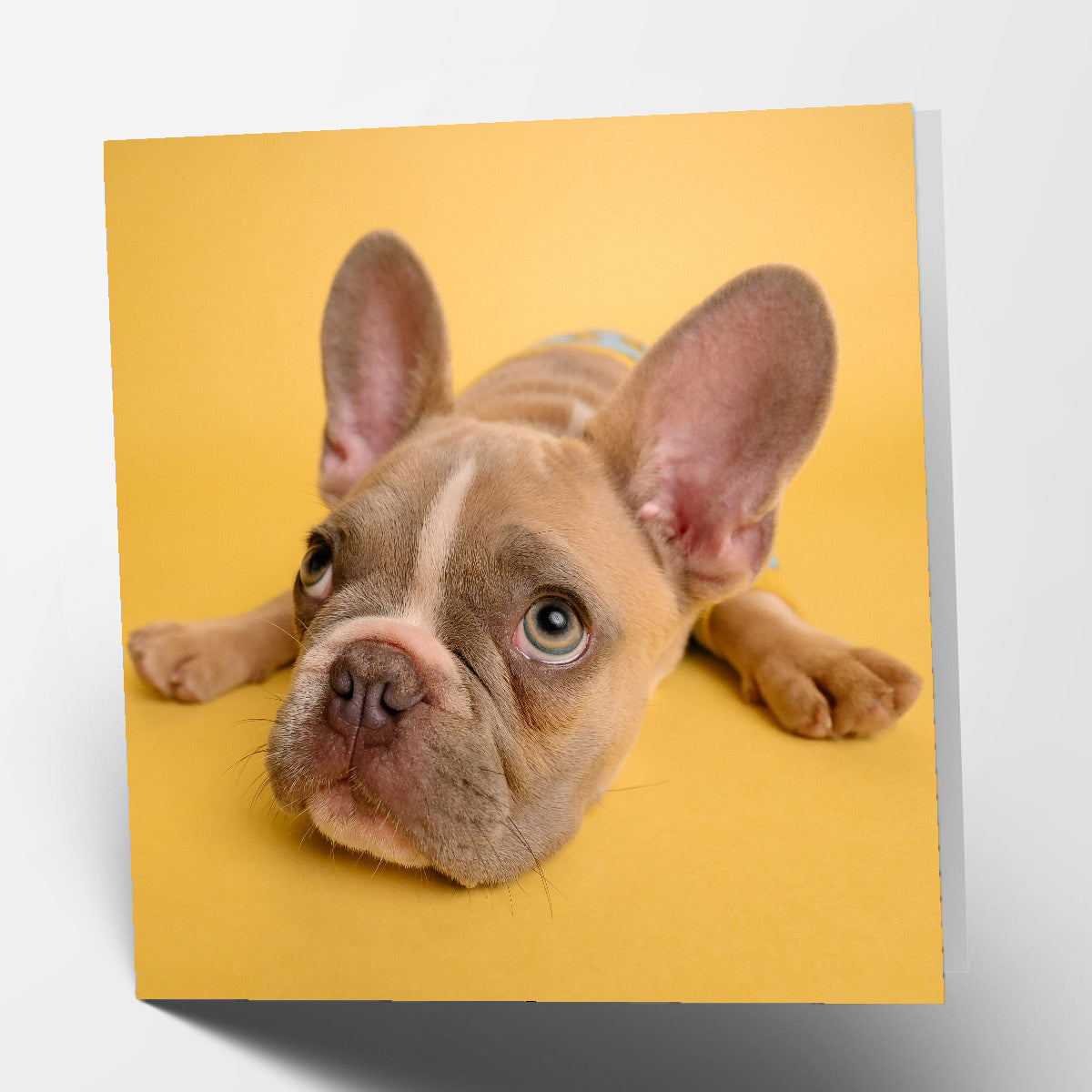 French Bulldog Card