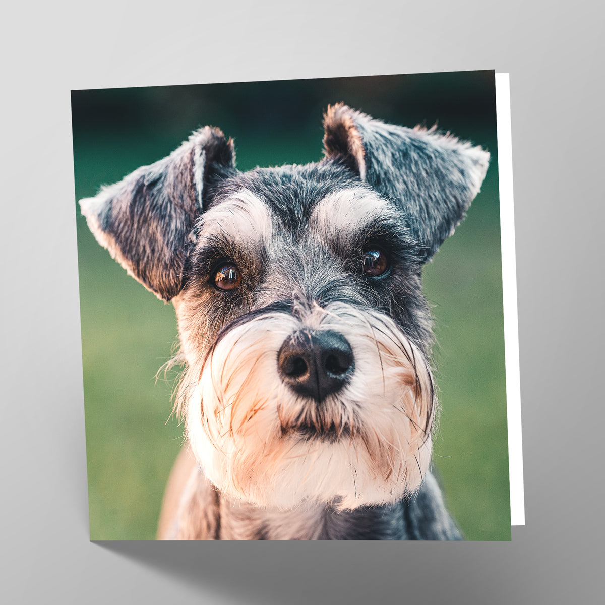 Schnauzer Card