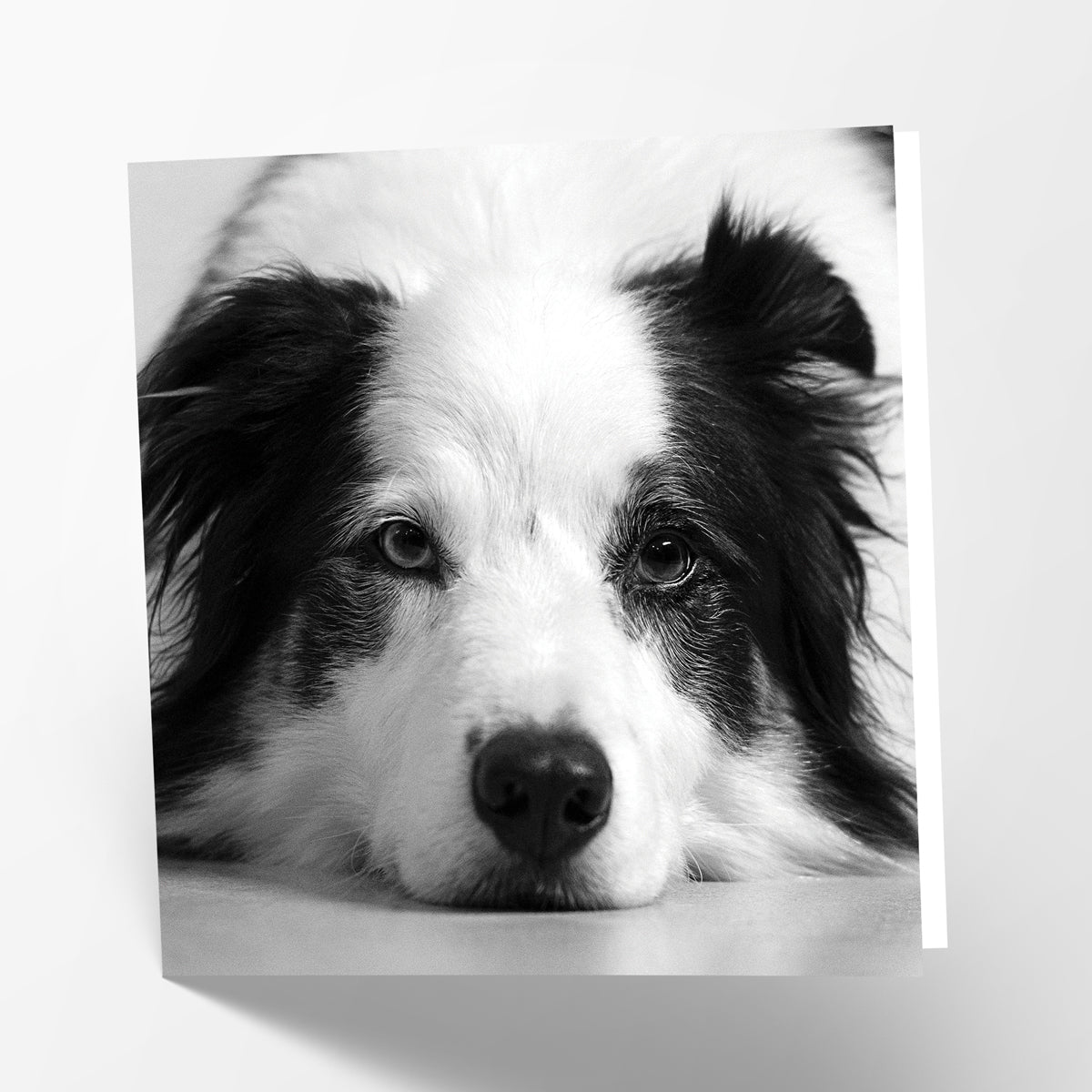 Border Collie Card