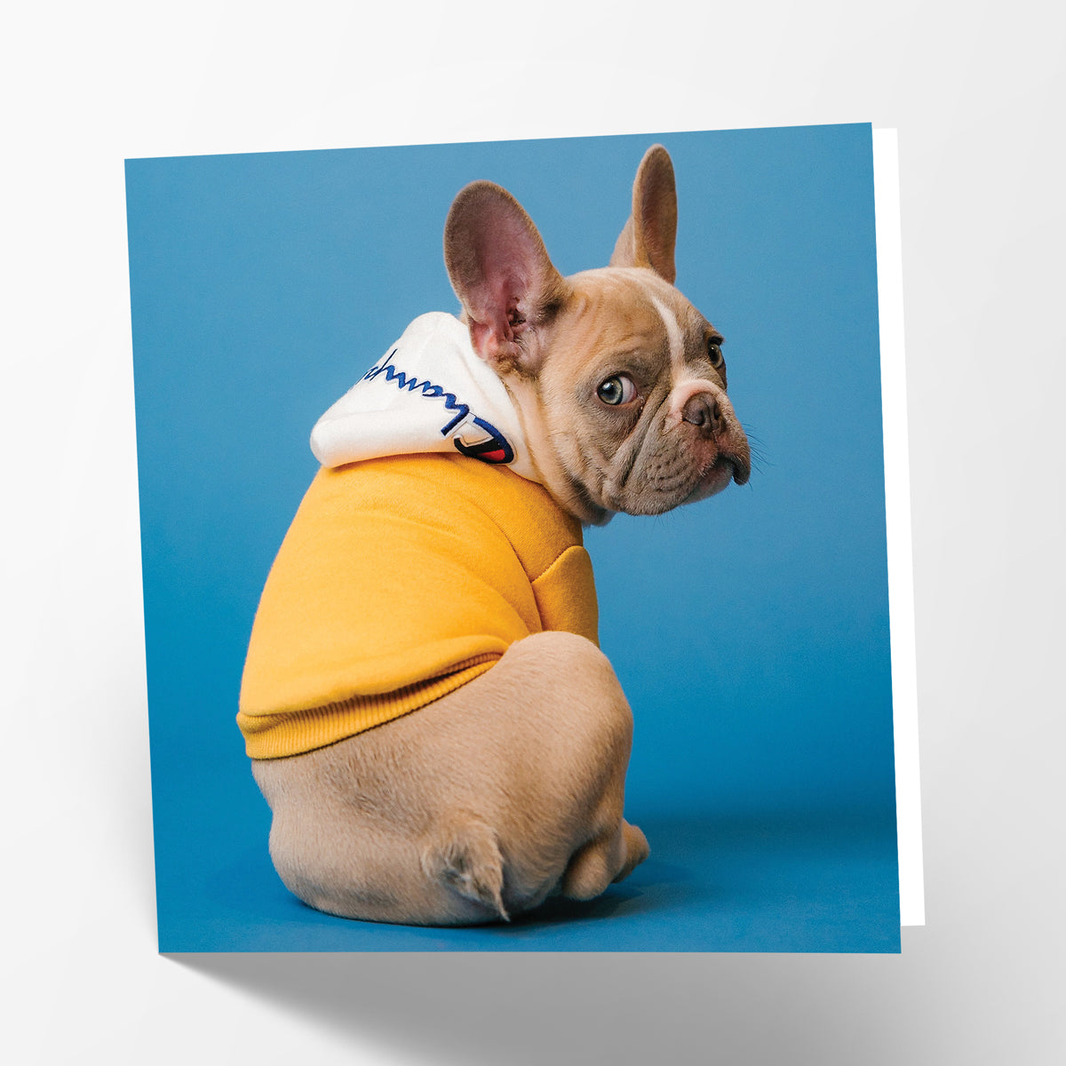 French Bulldog Card