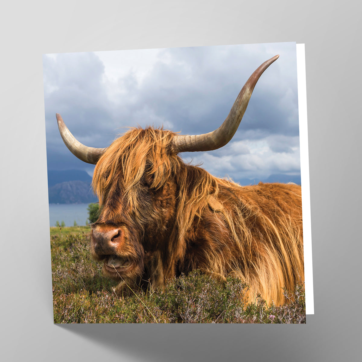 Highland Cow Card