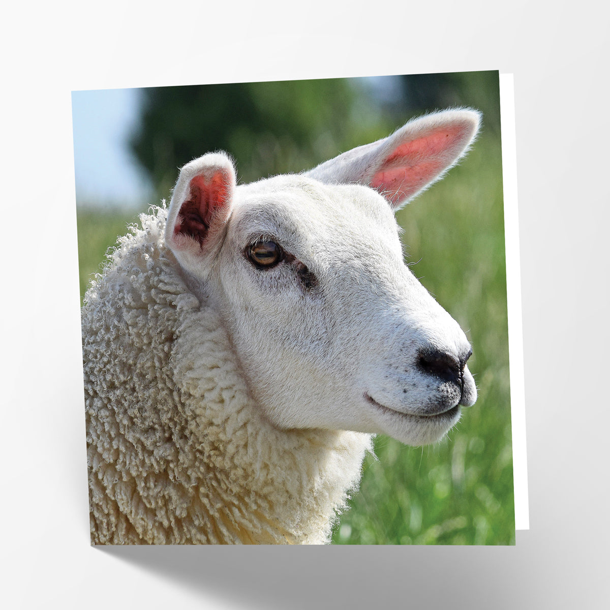 Sheep Card