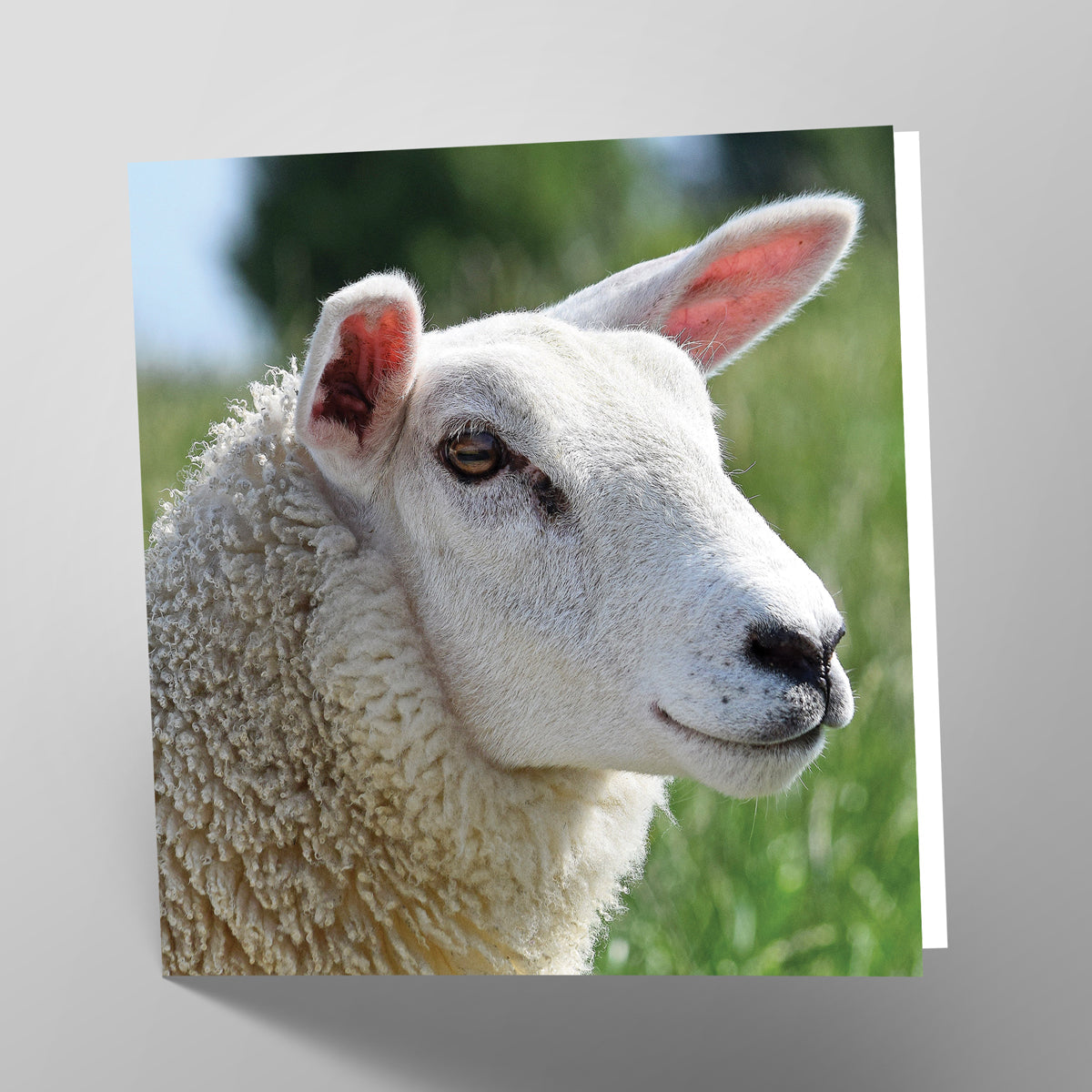 Sheep Card