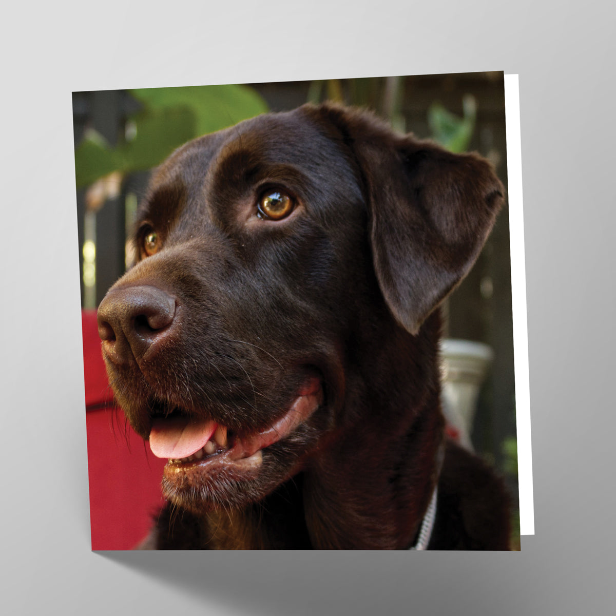 Chocolate Labrador Card