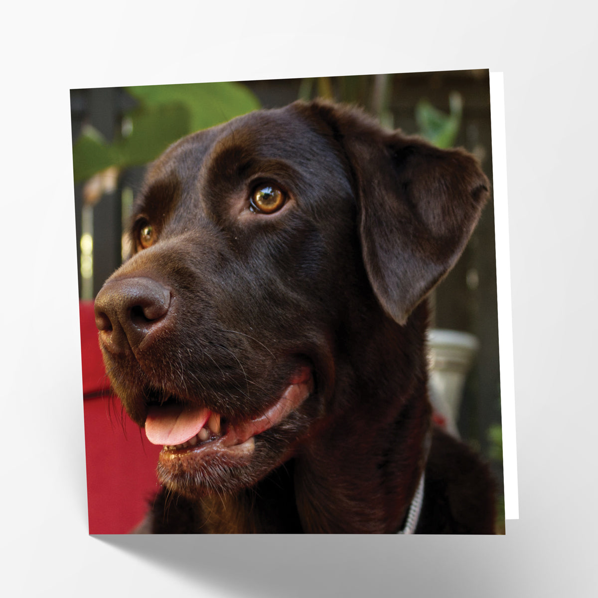 Chocolate Labrador Card