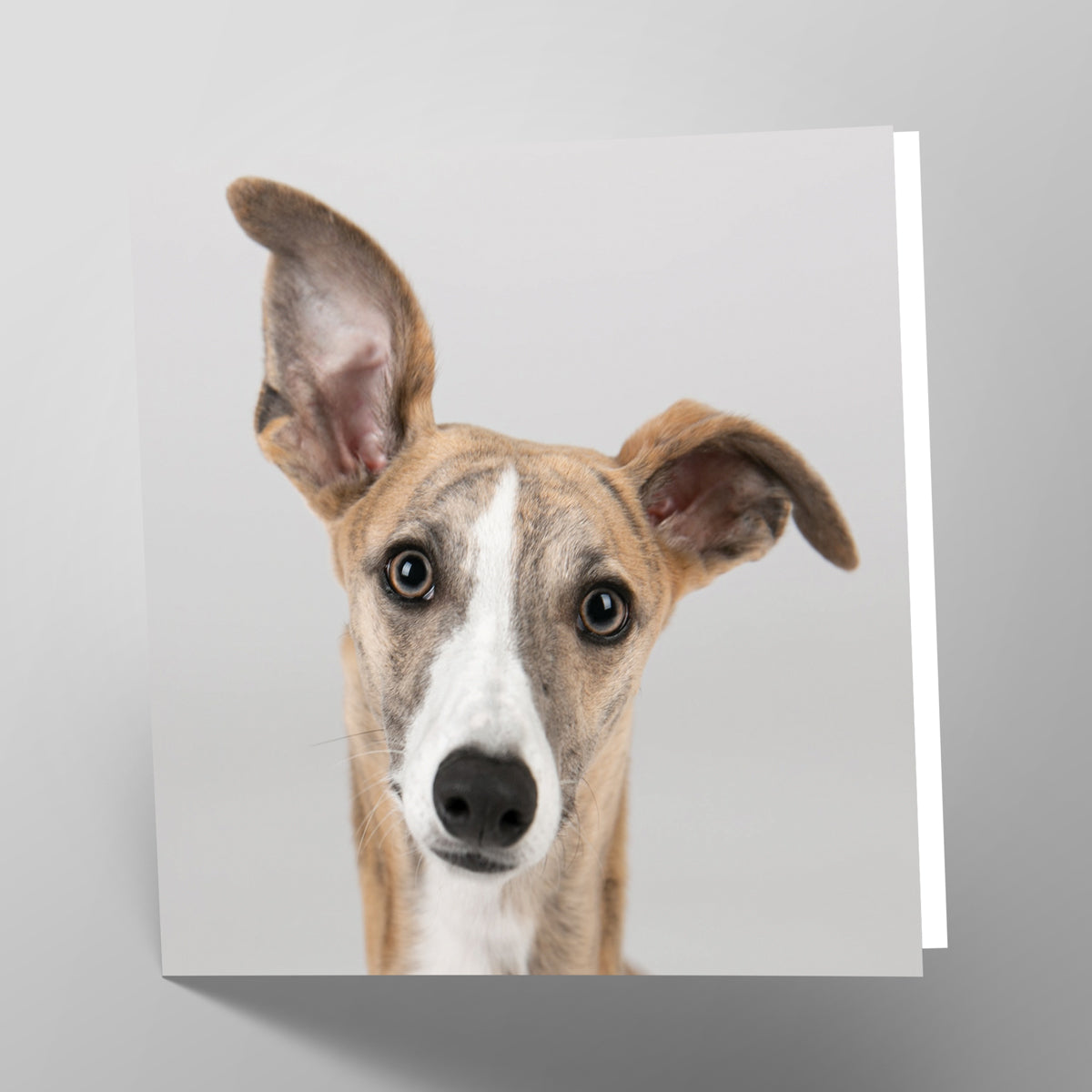 Greyhound Card