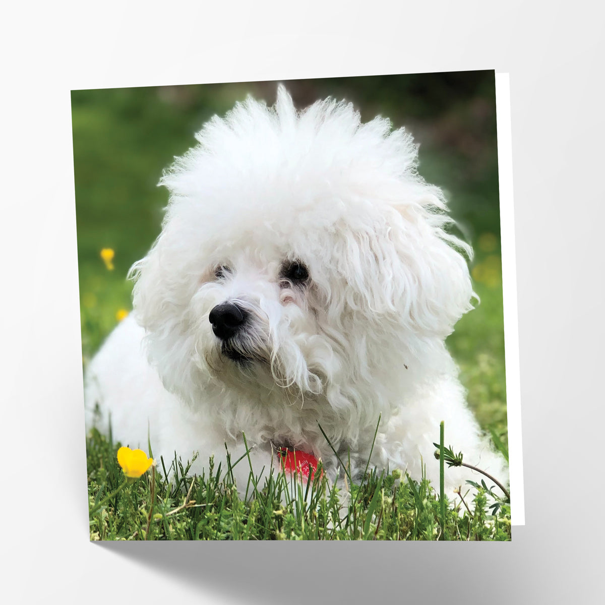 Bichon Frise Card