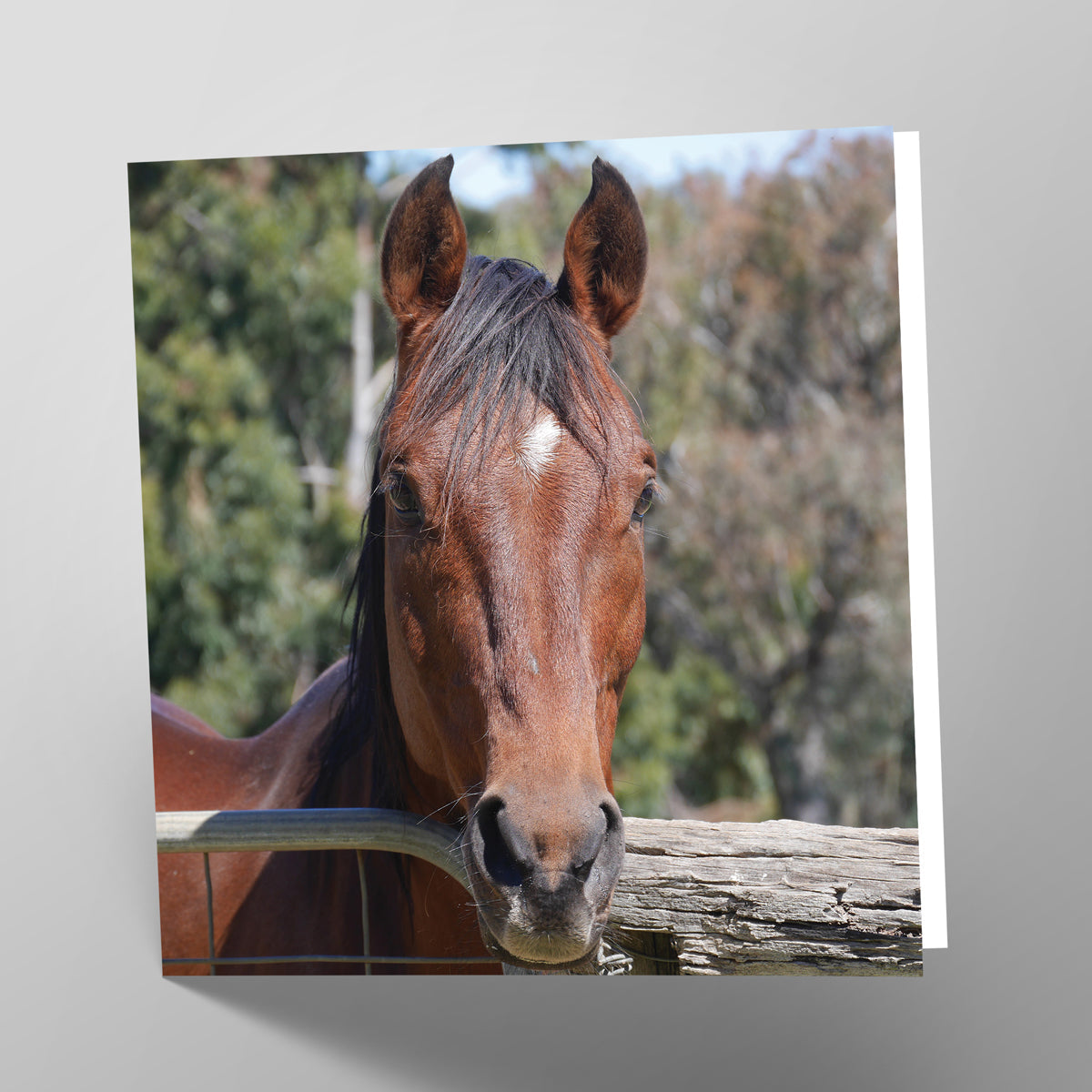 Bay Horse Card