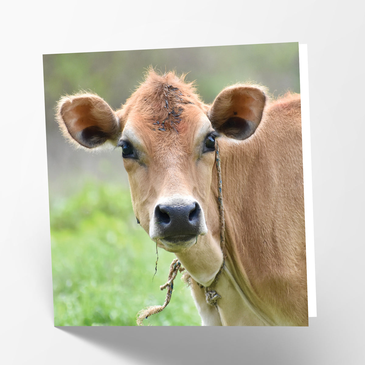 Friesian Cow Card