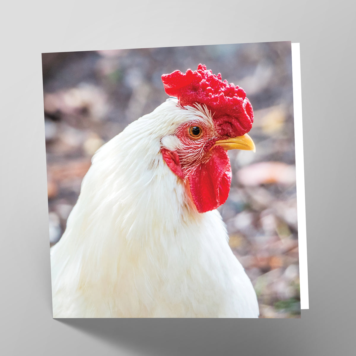 Leghorn Card