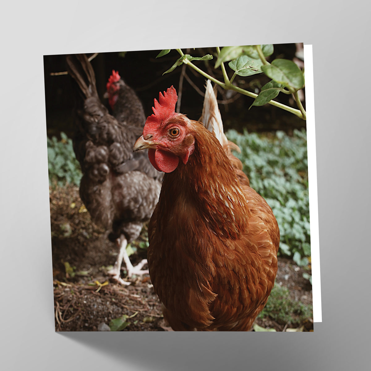 Hen Card