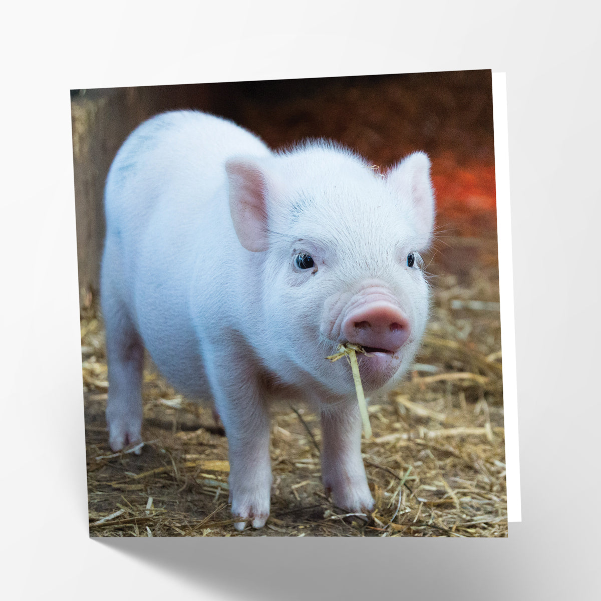 Piglet Card