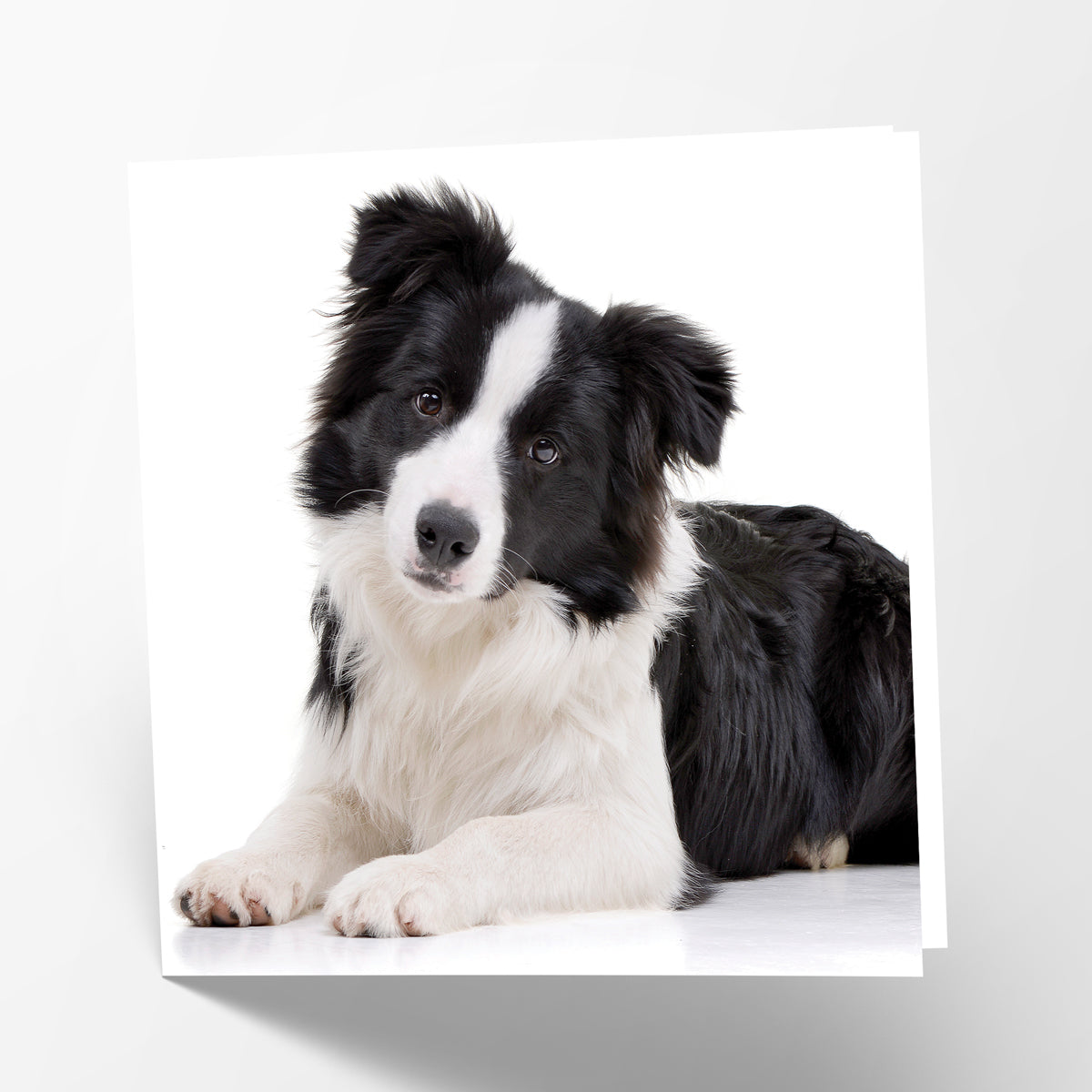 Border Collie Card